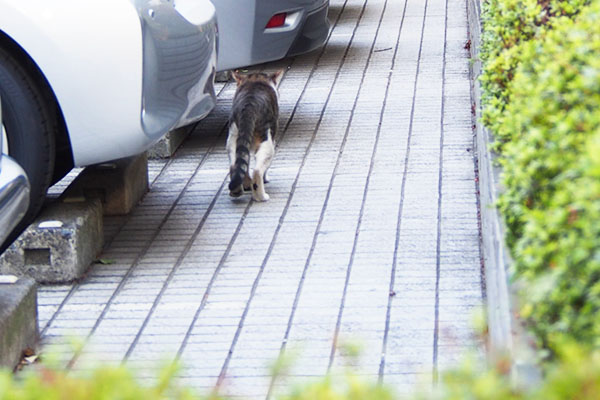 アル　後ろ姿がおじぃちゃんみたい