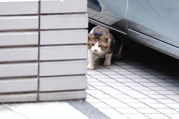 車の下からにゅいん　アル