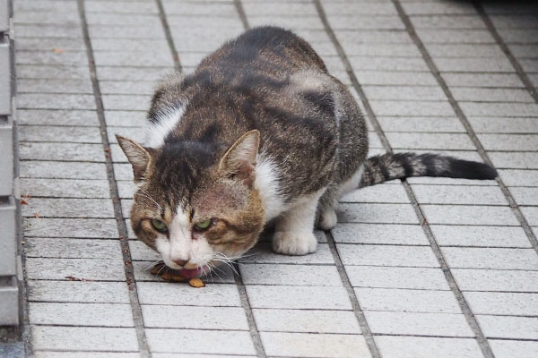 食べますけど　アル