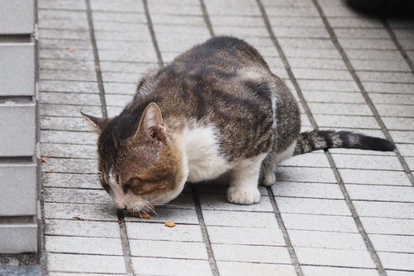 顎は丸い　アル