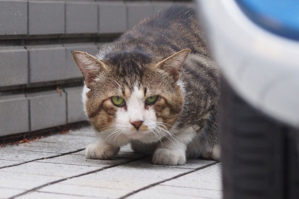 記憶中　アル