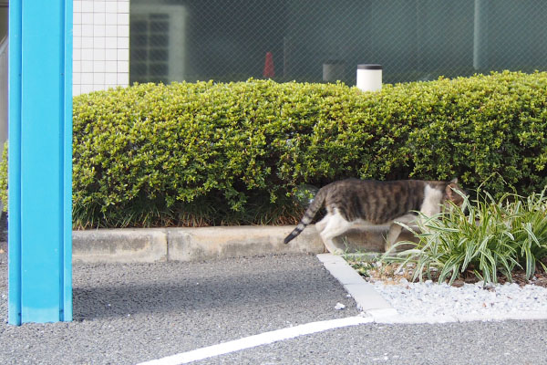 アル　猫マンションへ向かう