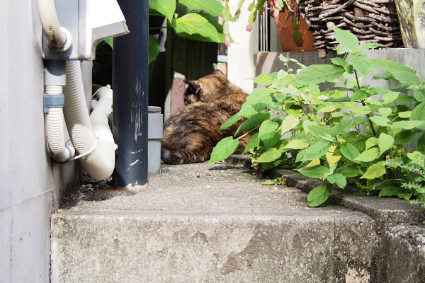 塀の奥に居た　サビチッチ