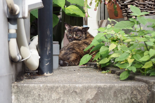 にゃんですの　サビチッチ