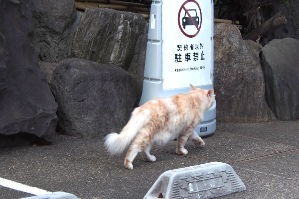 手前を歩くもの　ナリコマ