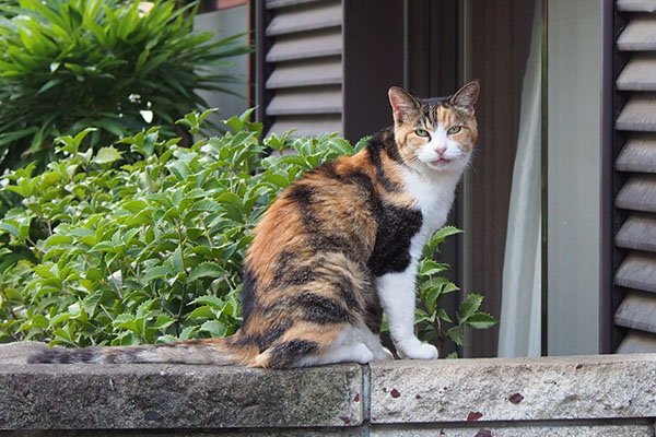 ２　振り向いてくれたオトワ