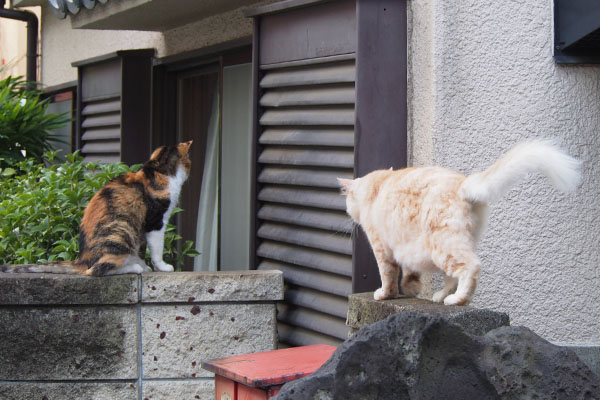 オトワちゃんを見てしっぽ上がるナリコマ