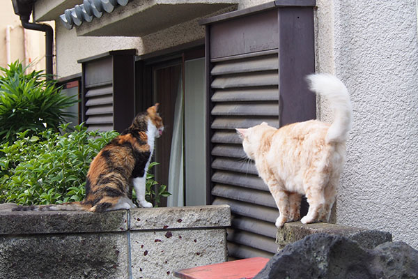 しっぽふりふり　ナリコマ