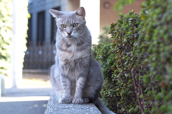 正面から　グリ