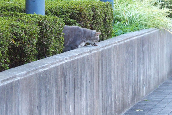 食べている　グリ