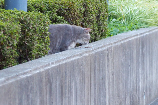 ゆっくり食べる　グリ