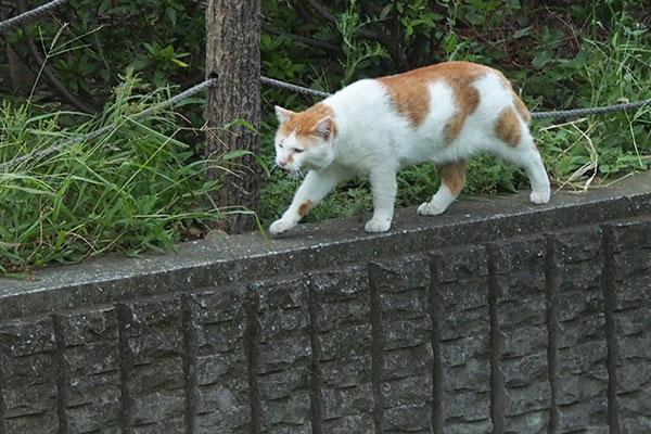 絶賛鳴きながら　こっちへプリン