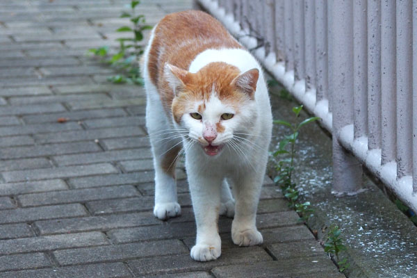 クラタンたちに挨拶中