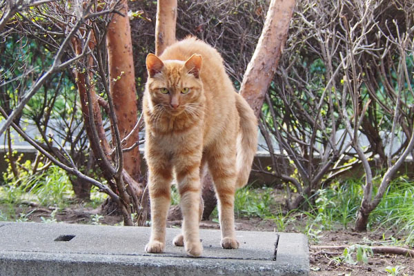 寝起きの縦伸び　アン