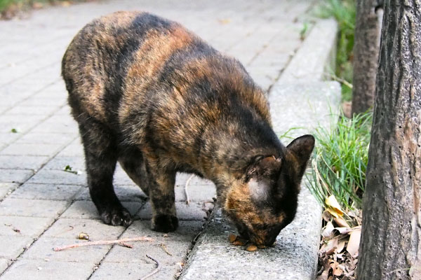 立ったまま食べるラコ