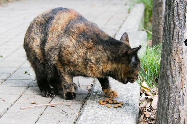 アンの居る方を見る　ラコ