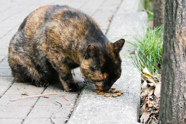 腰を下ろして食べる　ラコ