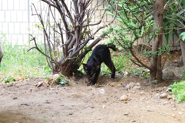 サビ仔猫　必死で土掛け