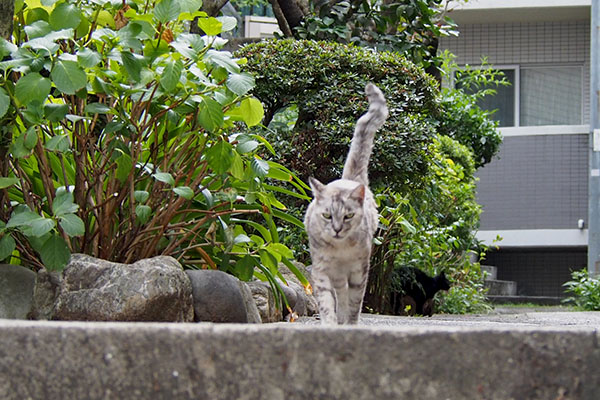 ４　怖い顔の銀　後ろにアカシ