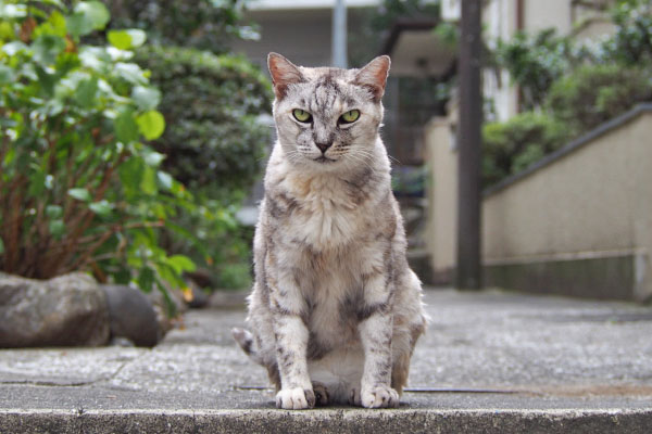 ４　前足は揃えましょう銀