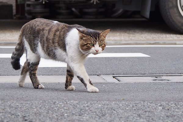 道路を渡ってやって来た　レオ太