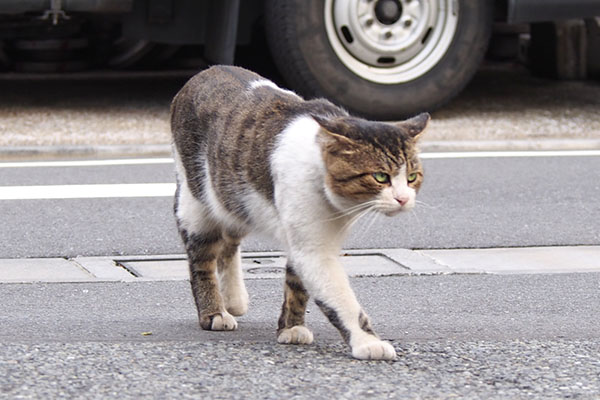 虚勢を張る耳　レオ太