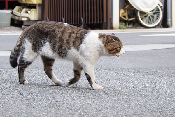 右に行こうとする　レオ太