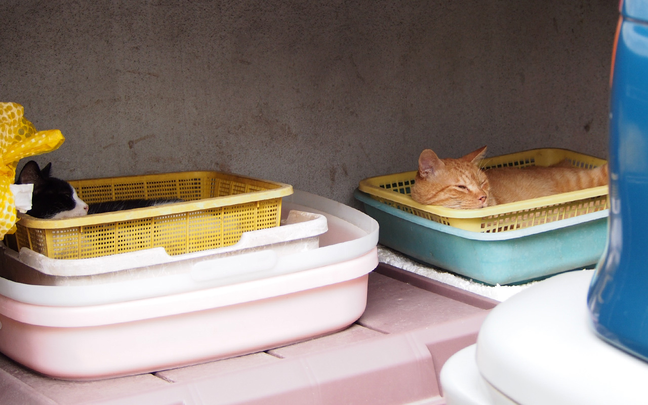 Suzu and Nacha in the basket