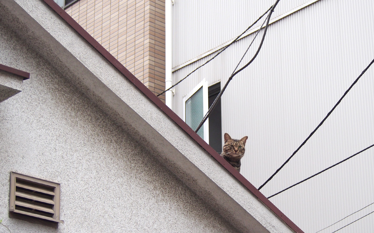 Keybou on the roof