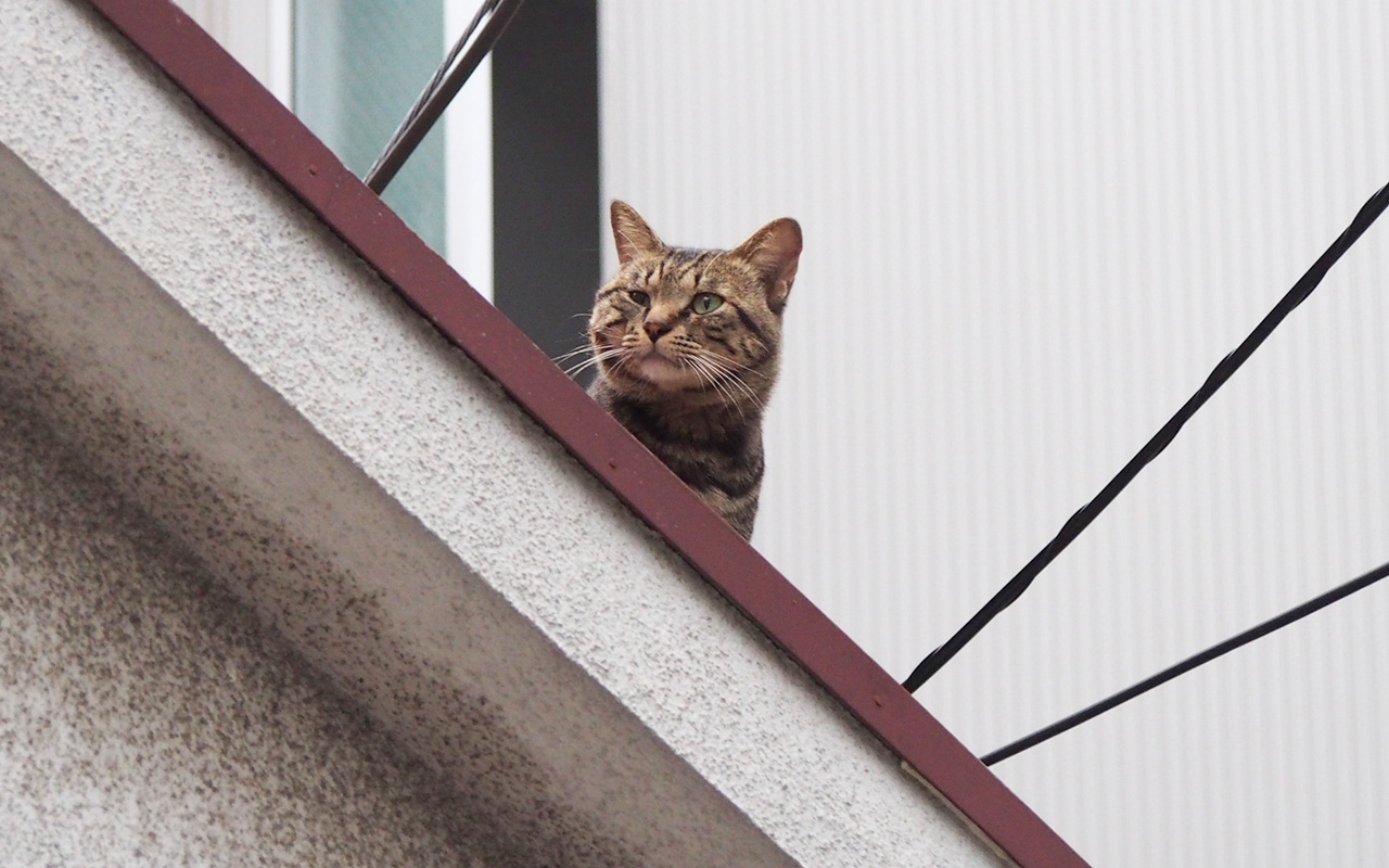 ぷいっと横向く　キー坊