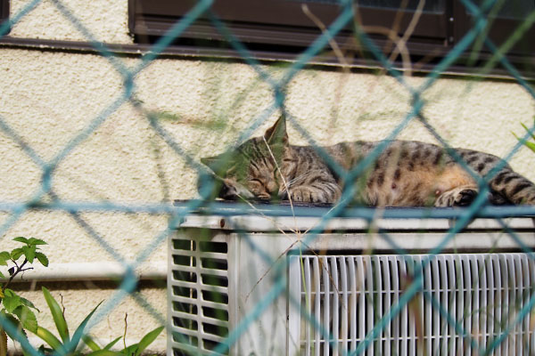 工場裏にきじとらママ