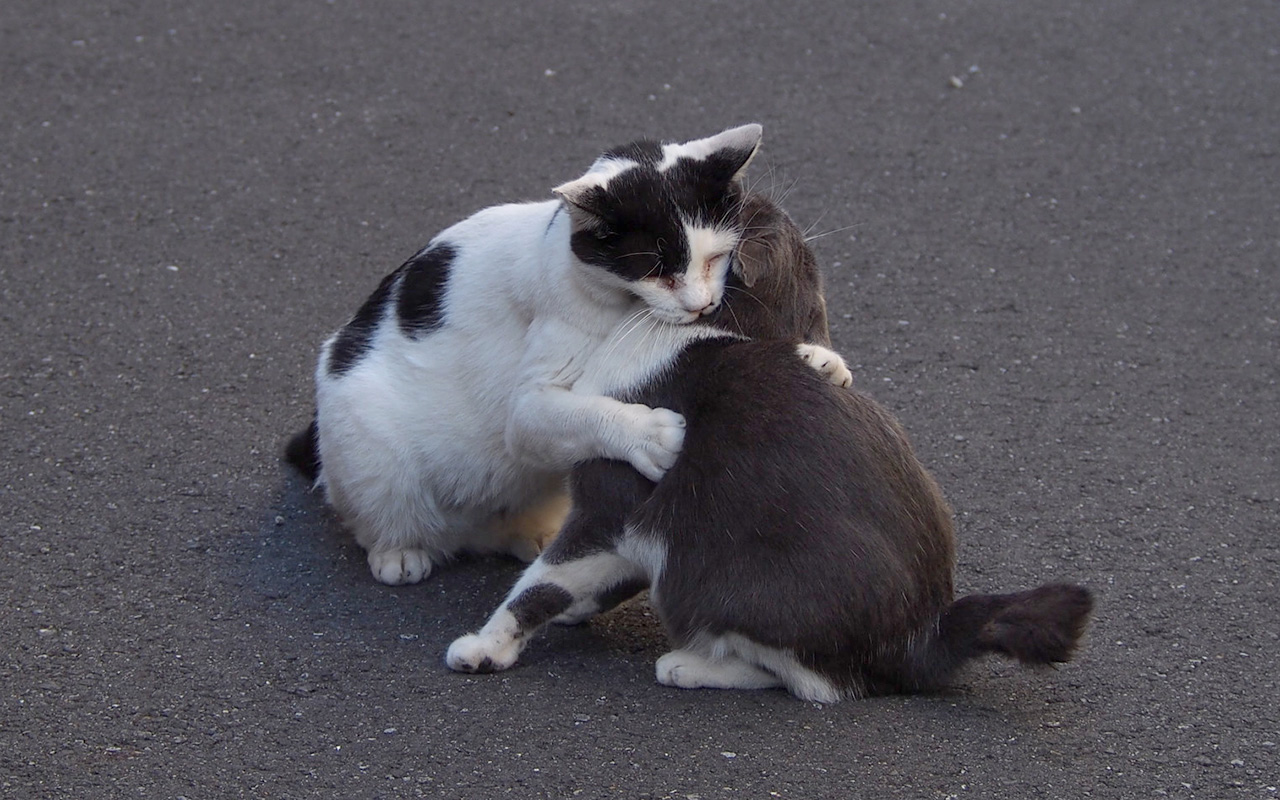 bou and chibinyan play