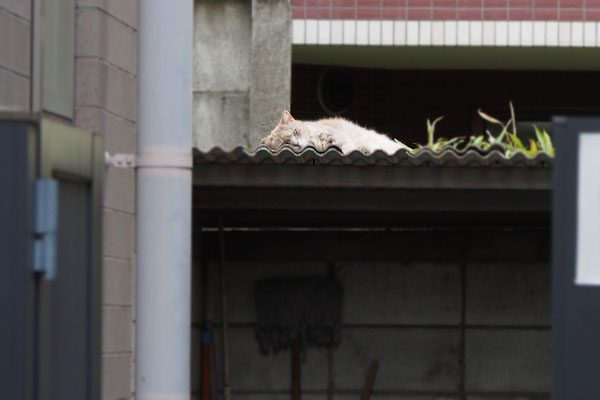 guri on the roof