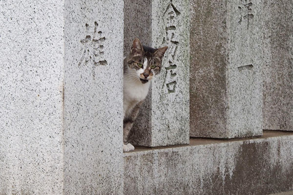 来てたのにゃねー　雫