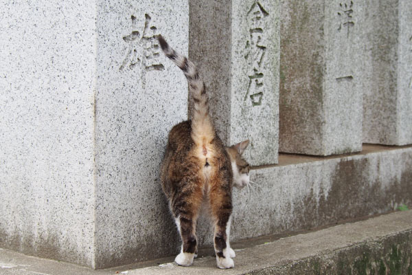 お尻サービス　雫