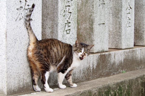 頂くにゃ　雫