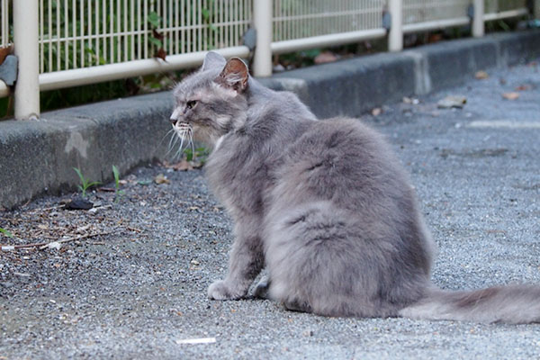 食べ終わり振り返るマフ