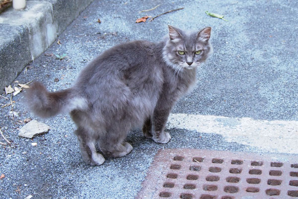 騙されないにゃ　マフ