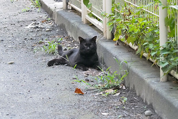 横になって警戒を解く作戦のティア