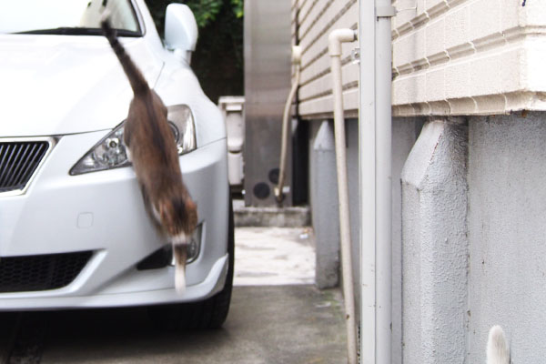 サーヤ　車から下りて来る