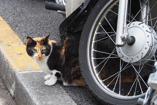 横向く　リコ