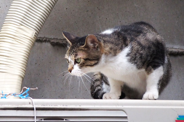 髭が前に　さくら