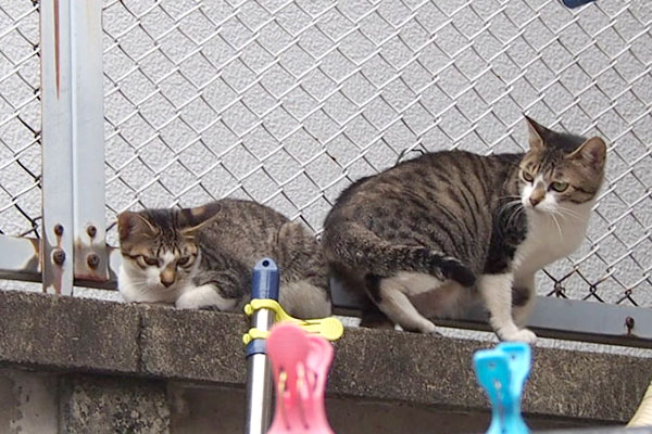 見ちゃダメにゃ　さくらと仔猫