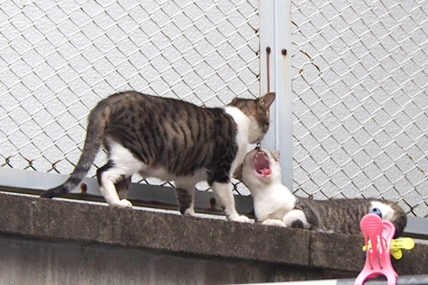 仔猫あくびにママさくら