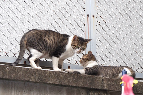 あらっと見てるさくら　仔猫と