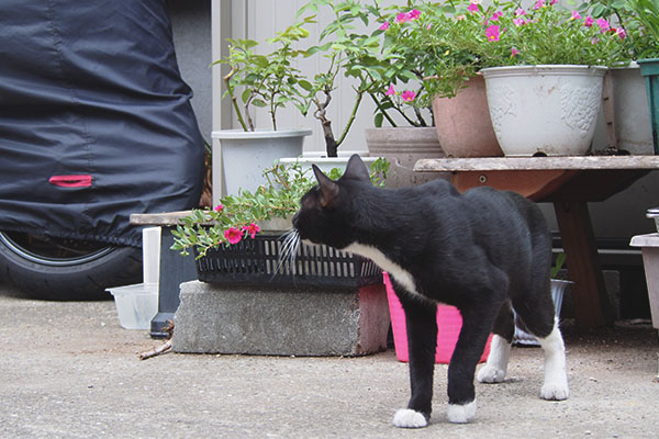 ほの君　さくらと仔猫を見る