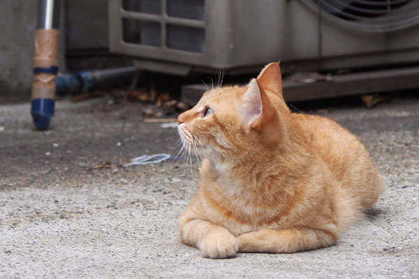 下からさくらを見ているそらちゃん