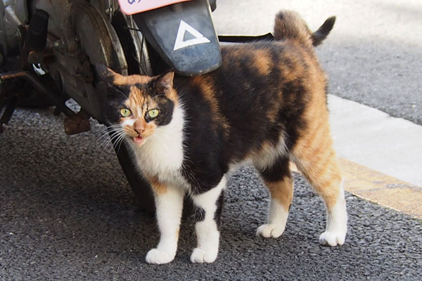 ちょい右見てにゃー　リコ