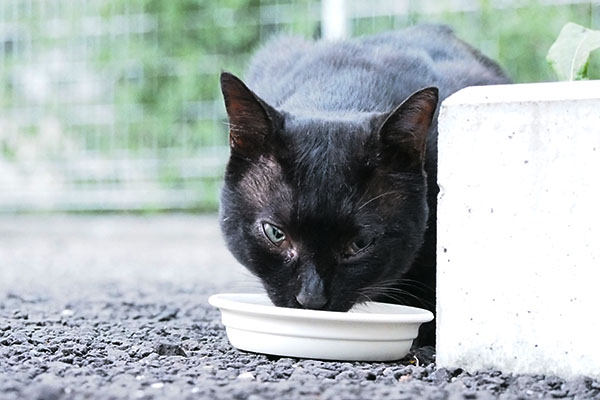 見ながら食べる　ティア