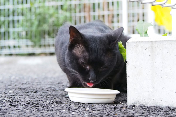 食べる　ティア